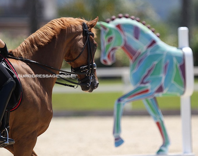 Horses in equestrian sport :: Photo © Astrid Appels