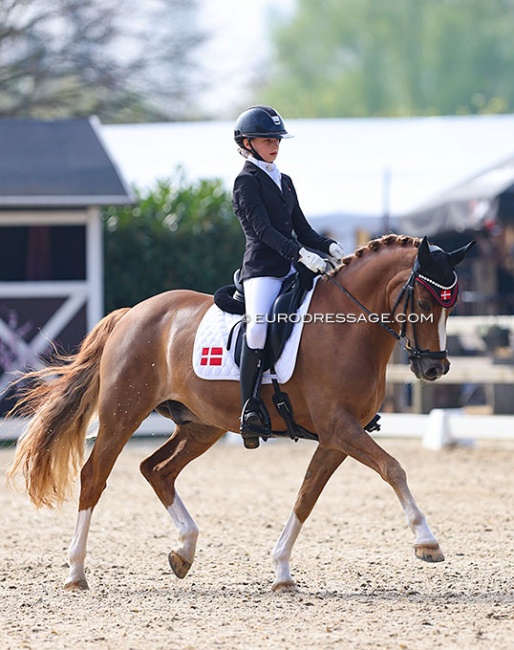 Laura Maria Hagerup on Cake Royal at the 2022 CDI Sint-Truiden :: Photo © Astrid Appels