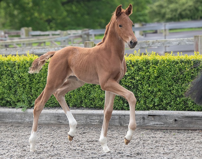 MSJ Total Dannebrog (by Total Diamond x Vitalis)