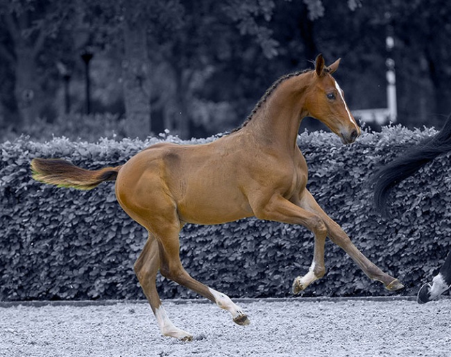 Talented sport horses selected by Schuttert for 2022 Prinsjesdag Auction - Selyno Paulowna (by Poker de Mariposa TN x Diamant de Semilly)