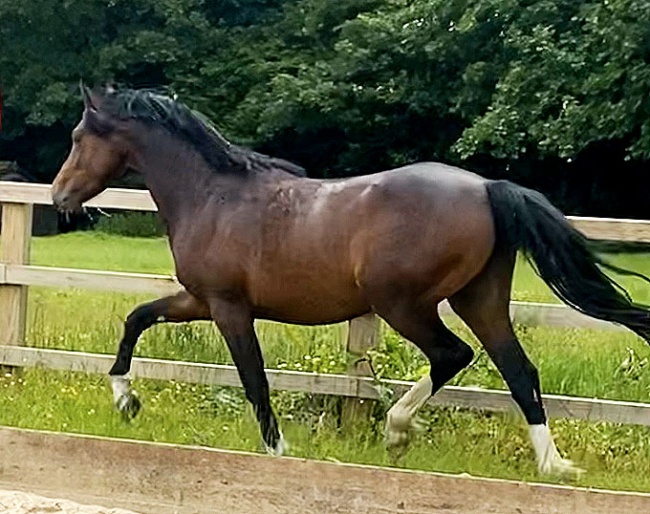 Four Ashes Paddington (by Caesar 171 x Wester Aikema's Caspar)