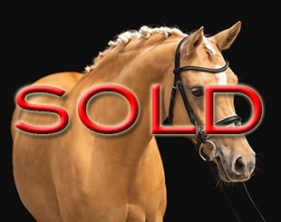 FEI Dressage Pony Deimi (by Arts Dancer Boy x FS Dandini)