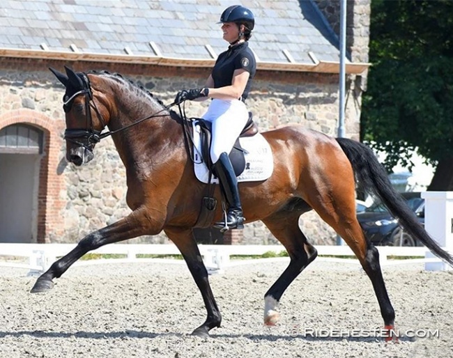 Susanne Barnow on Skovdals Dexter at the Danish WCYH selection trial on 20 July 2022 :: Photo © Ridehesten