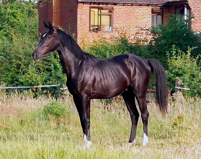 Romeo (by Metall x Gribaldi)