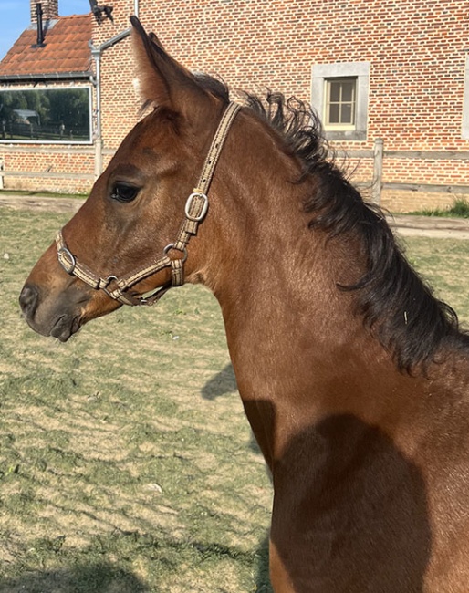 Wannabe (by Lord Loxley x Sir Donnerhall)