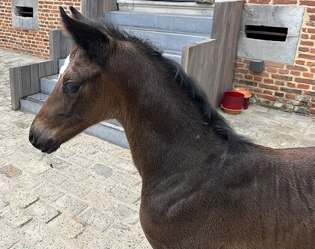 Filly by Lord Loxley x Valverde