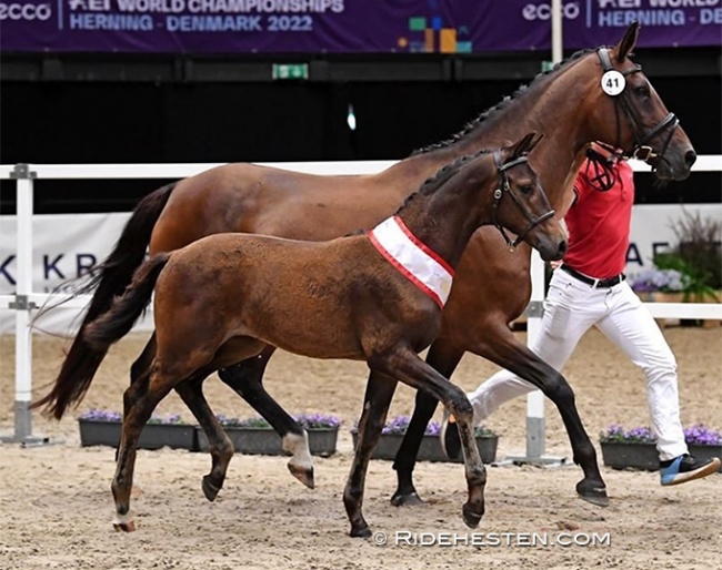 Dream Catcher A, 2022 Danish Warmblood Colt Foal Champion :: Photo © Ridehesten