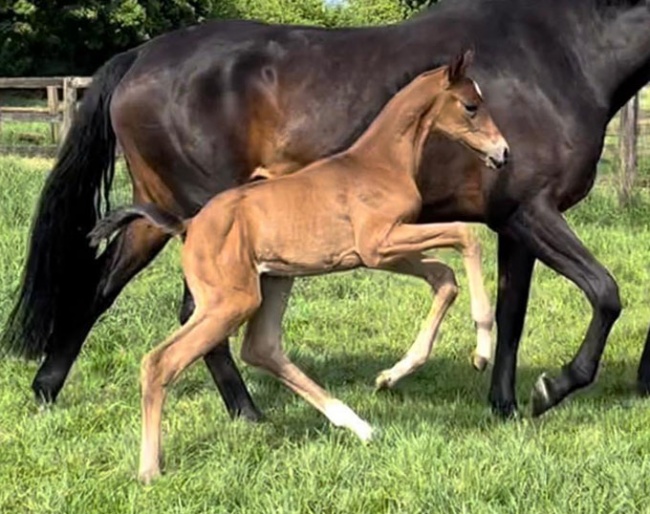 Fajita CS (by Freigeist x Wild Child x Hotline x Weltmeyer)