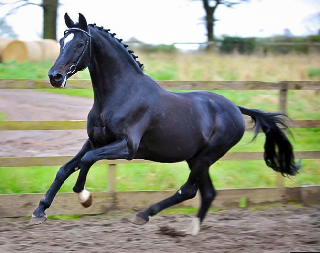 Hemmingway in 2016 :: Photo © Horse Power Creative / AI Scotland