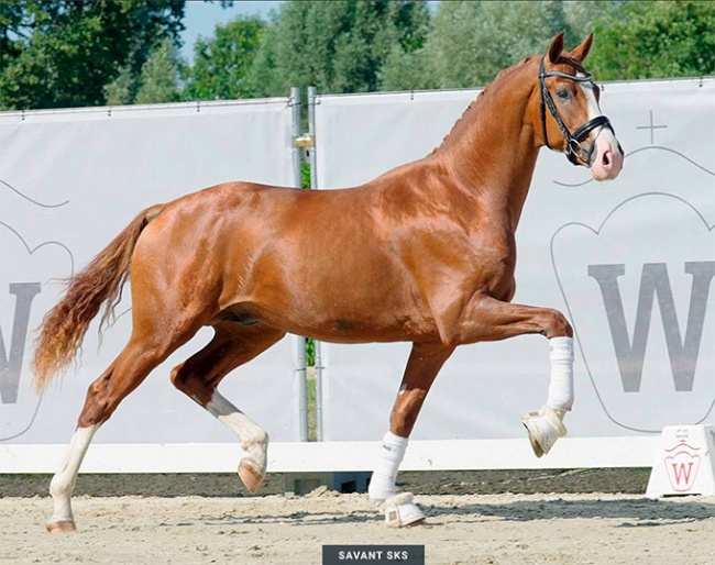 Savant SKS (by Secret x Soliman de Hus)