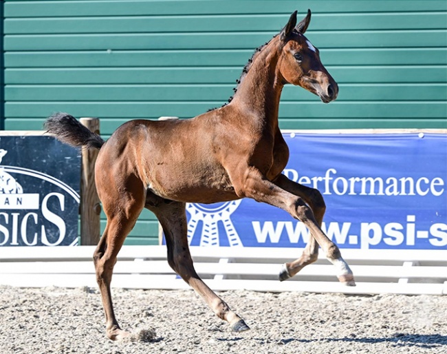 Dance For Me (by Dynamic Dream x De Niro)