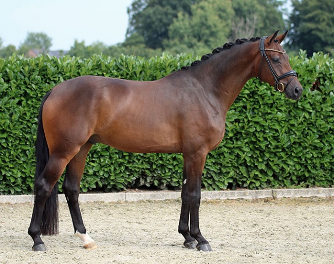 Amicelli, a 5-year old by Apollon x Licotus, is part of the 2022 Rüscher-Konermann Autumn Hybrid Auction