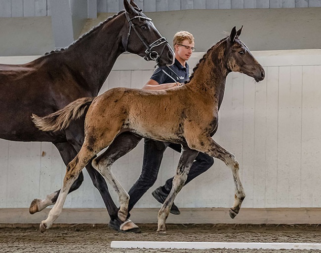 Supersticious (SWB) a filly by Springbank II VH – Grand Galaxy Win