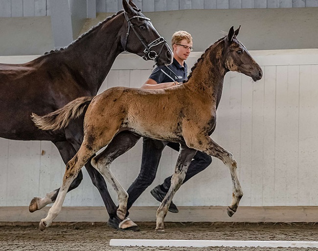 Supersticious (SWB) a filly by Springbank II VH – Grand Galaxy Win