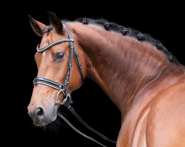 Ali (by Ampere x Lord Loxley)