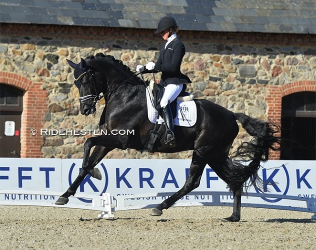 Mette Sejbjerg Jensen and Iron at the qualifier in Vilhelmsborg for the 2021 Danish Young Horse Championships :: Photo © Ridehesten