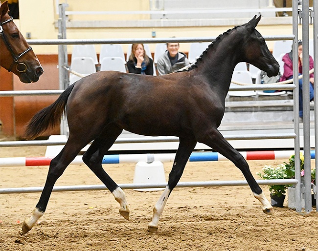 Miu Miu de Hus is the 2022 French Filly Foal Champion :: Photo © Les Garennes