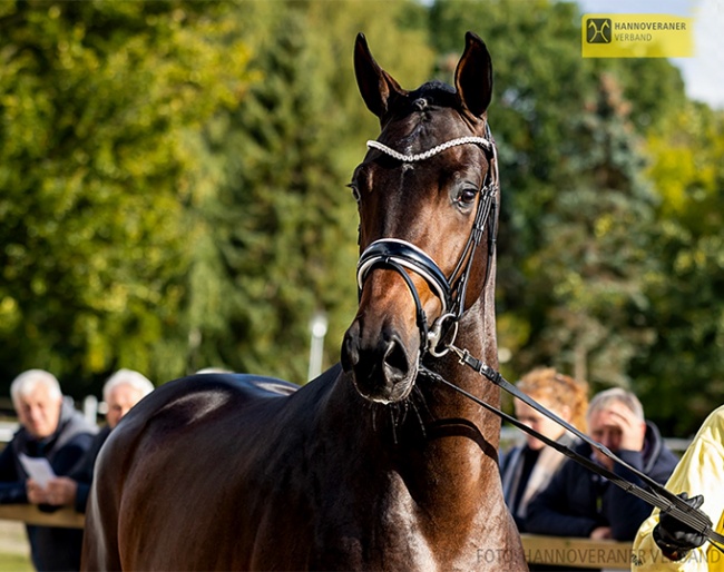 Bon Courage x   Fürst Romancier  x  Weltmeyer  (Breeder: Heike & Hermann Bonhorst) at the 2022 Hanoverian Stallion Licensing pre-selection