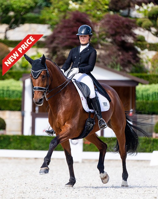 Lady Diamond at the 2022 CDI-PJYR Kronberg :: Photos © Lukasz Kowalski