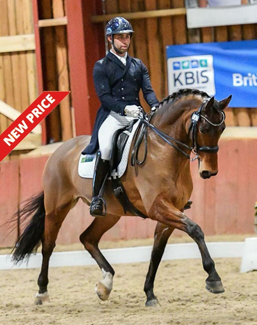 Loxley's Optimism (by Lord Loxley x Sheepcote Wurlitzer)