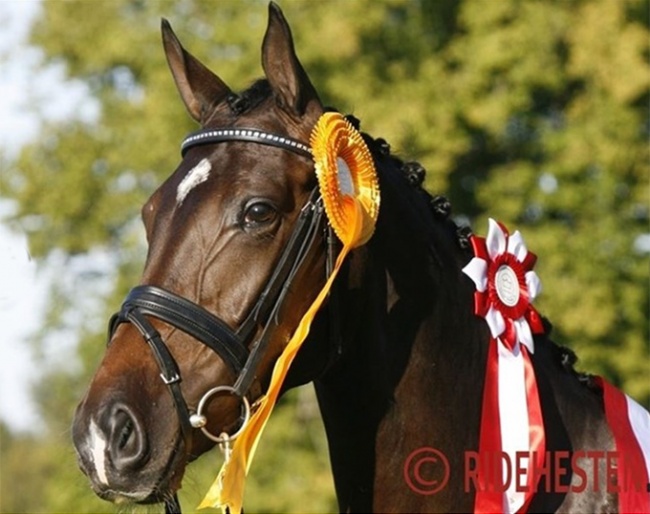 Bøgegårdens Don Romina in 2006 :: Photo © Ridehesten