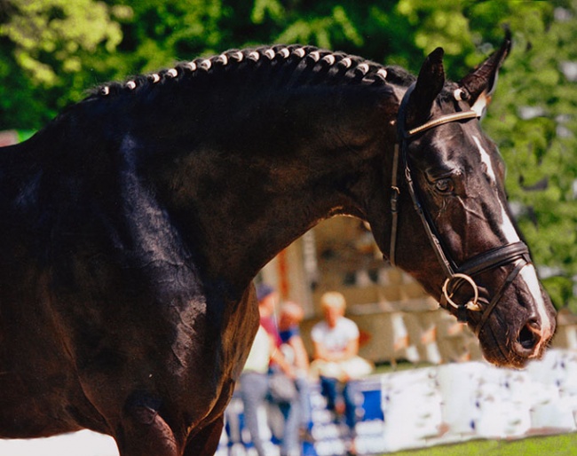 Dressage Royal :: Photo © Martin Sprehe