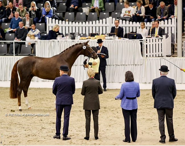 The 2022 Hanoverian Stallion Licensing in Verden. The premium stallion For Royalty (by For Romance x Franziskus) presented to the committee :: Photos © Petra Kerschbaum
