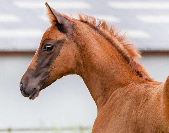 Elfengold (by Bon Vivaldi x Lauries Crusador xx)