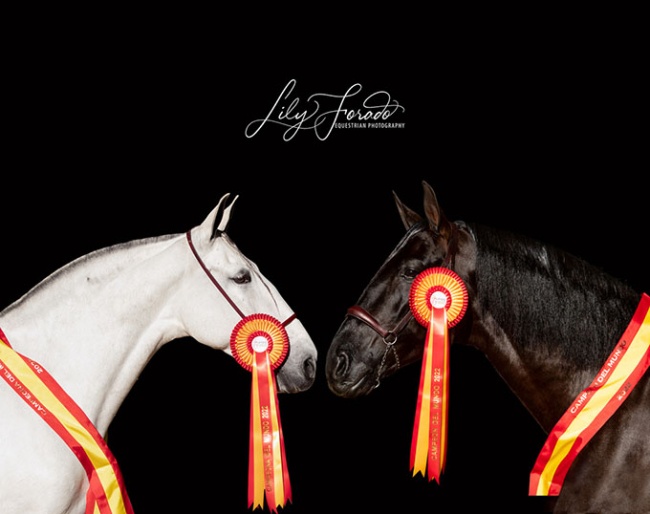 The World Champions in conformation - Elite Torreluna and Athos MOR - of 2022 SICAB :: Photo © Lily Forado