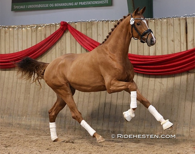 Dubonnet (by Hesselhøj Donkey Boy x Wilkins) in Vallensbak :: Photo © Ridehesten