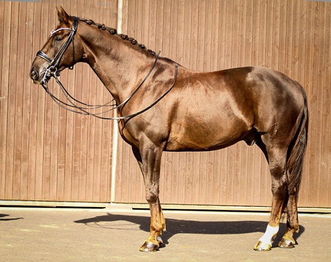 Duvalier S (by Dannebrog x Lauries Crusador xx)