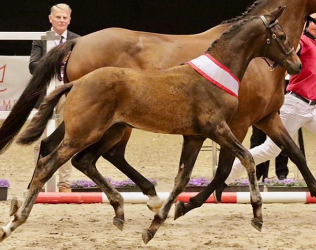 Dream Catcher A, 2022 Danish Warmblood Colt Foal Champion :: Photos © Horsenews.dk