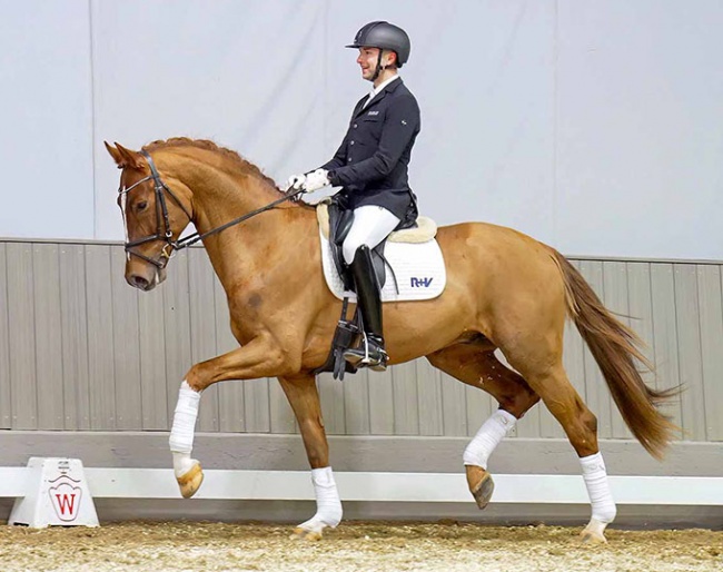 Top price of the dressage horses: Ecstasy (by Escolar x Sir Donnerhall I) :: Photo © Reckimedia