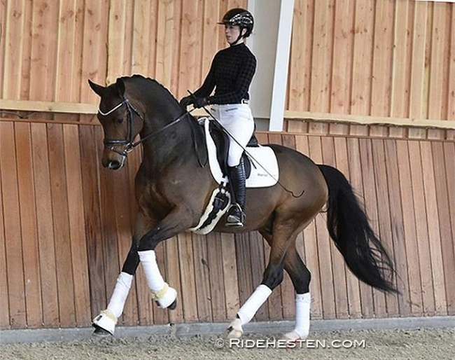 Carina Cassoe Kruth and Svalegards Hot Driver :: Photo © Ridehesten