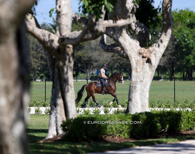 Alexander Helgstrand schooling a horse at his parents' Florida yard :: Photo © Astrid Appels