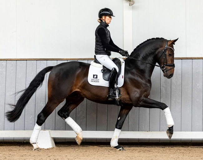 4-year old Westfalian licensed stallion Fabiano (by For Romance x Diamond Hit)