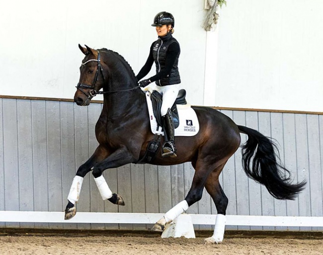 Licensed stallion Fabiano (by For Romance x Diamond Hit x Matcho AA)