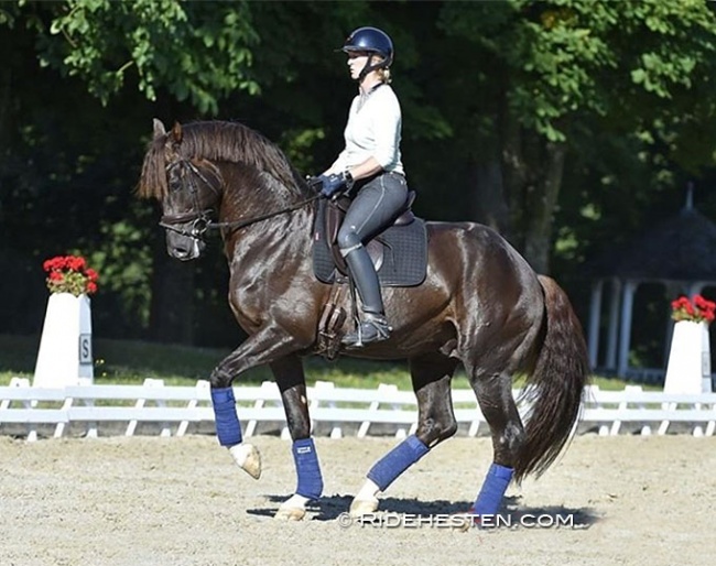 Nathalie zu Sayn-Wittgenstein and Blue Hors Fifty Cent schooling at home at Castle Berleburg. The pair has now made its show debut at the 2023 CDN Ankum :: Photo © Ridehesten