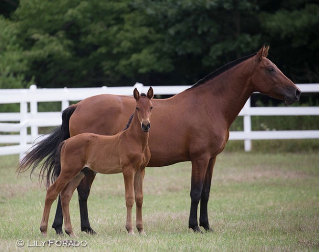 PRE foal in the field :: Photo © Lily Forado