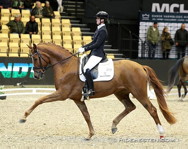 Betina Jaeger and Quinn G at the 2023 Blue Hors Young horse championship for 5-year olds in Herning :: Photos © Ridehesten