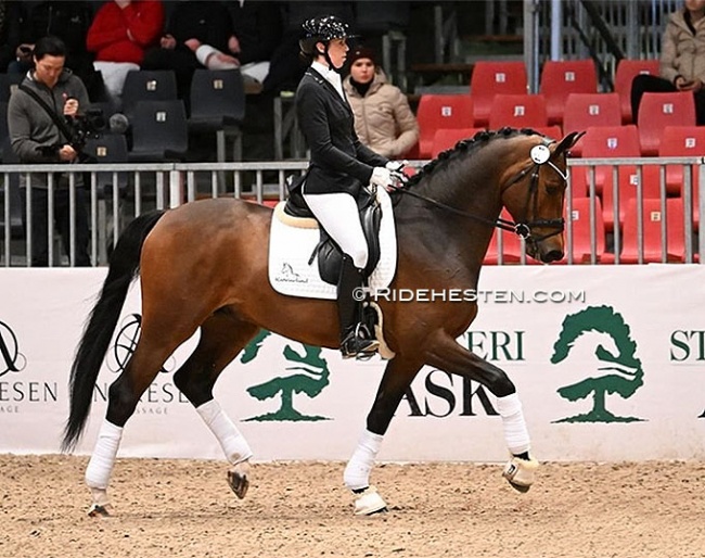 Svalegårds Hot Driver presented under saddle by Carina Kruth at the 2023 Danish Warmblood stallion licensing in Herning :: Photo © Ridehesten