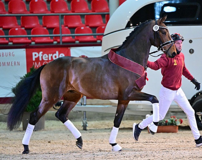 Pierre LC (by Furstenball x Jazz) is the 2023 DSP licensing champion :: Photo © Bjorn Schroeder