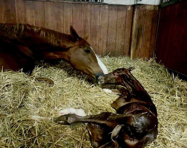 Bella Rose and her newborn colt Via Bellani