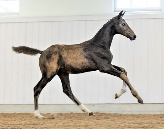 Download WCB (by Hesselhoj Donkey Boy x Blue Hors Zack)