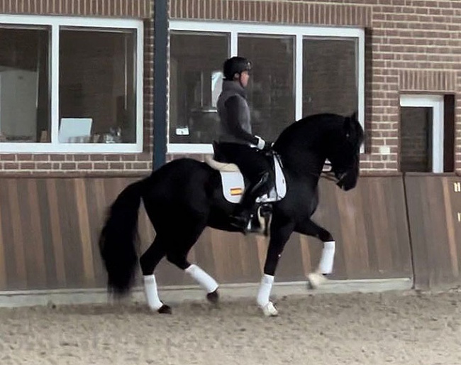 Dawn White - O' Connor on Ilegivel OC in The Netherlands