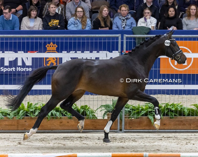 Perle (by Kjento x Tuschinski) at the 2023 KWPN Stallion Licensing :: Photo © Dirk Caremans