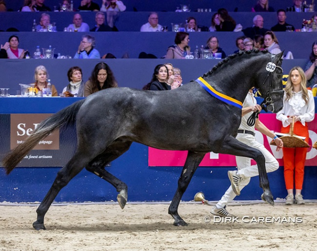 Prisco RS2, aka Pernod RS2, at the 2023 KWPN Stallion Licensing in 's Hertogenbosch :: Photo © Dirk Caremans