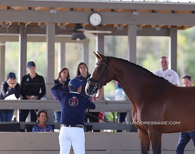 King Santacruz with Touche, a 2015 Danish mare by Temptation x Solos Landtinus x Bogely's Camaro, in a mock mare presentation at the First Annual GOV-NA Breeders' Meeting at Poinciana Farm :: Photo © Astrid Appels