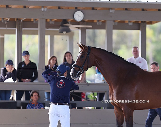 King Santacruz with Touche, a 2015 Danish mare by Temptation x Solos Landtinus x Bogely's Camaro, in a mock mare presentation at the First Annual GOV-NA Breeders' Meeting at Poinciana Farm :: Photo © Astrid Appels