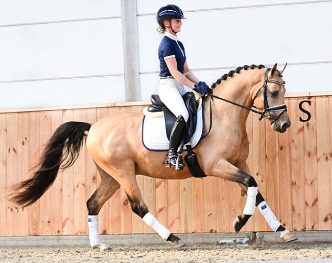 Licensed pony stallion Dancer van het Singel (by Veenstra’s Krack x De Goede Ree’s Metall)